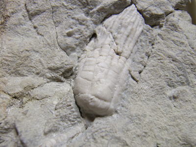 ウミユリの化石の写真