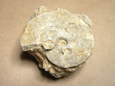 アンモナイト類の化石の写真