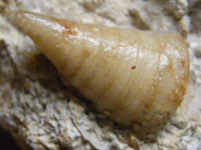 オキナエビスの化石の写真