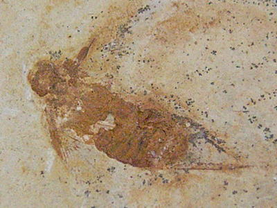 ゴキブリの化石の写真
