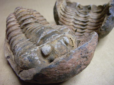 三葉虫（ディアカリメネ）の化石の写真