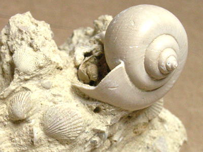 貝類の化石の写真