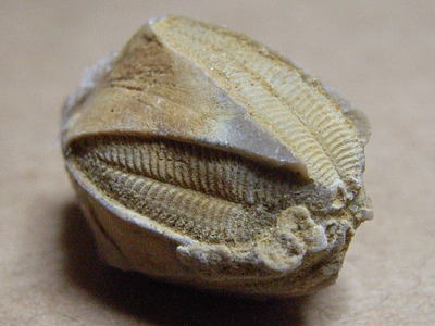 ウミツボミの化石の写真