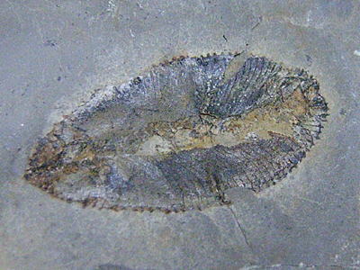 フィログラプタスの化石の写真