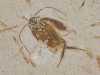 ゴキブリの化石の写真