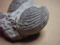 腕足類の化石の写真