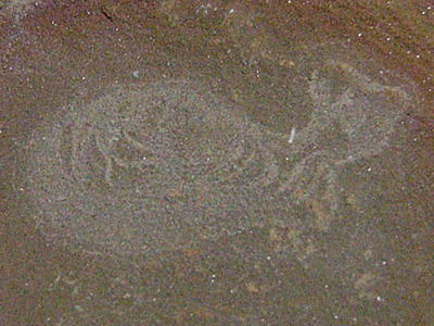 クラゲ類と思われる動物の化石の写真