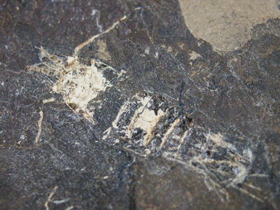 エビの化石の写真