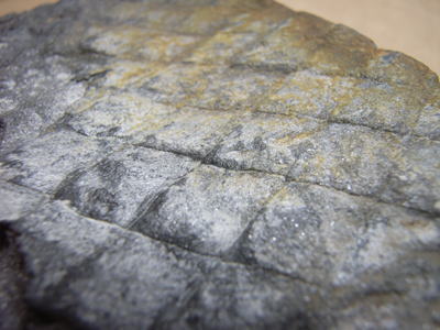 古生鱗木の化石の写真