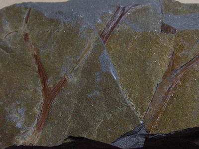 古生マツバランの化石の写真