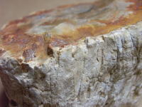 ナンヨウスギの化石