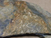 古生鱗木の化石の写真