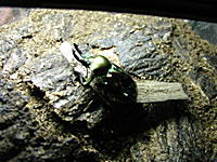 メタリックグリーンに輝くニジイロクワガタ