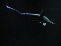 美しいアカシュモクザメの姿