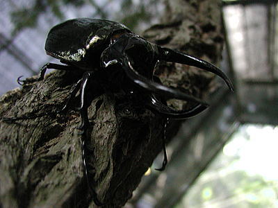 アトラスオオカブトムシ