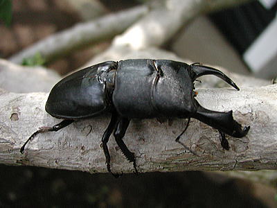 テイオウヒラタクワガタ