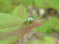 葉の上の美しいゾウムシの写真