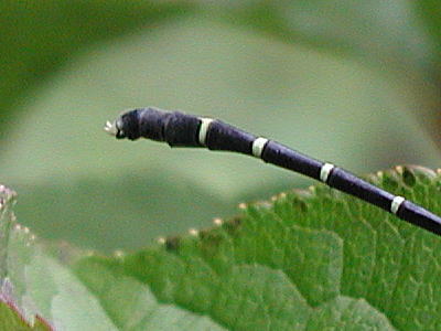 オジロサナエの尾