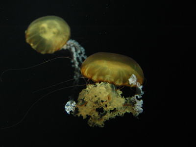 パシフィックシーネットルの写真