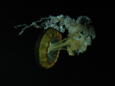 パシフィックシーネットルの写真