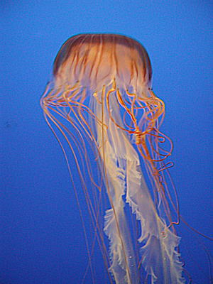 アカクラゲの写真