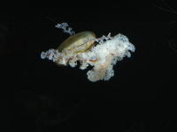 舞い降りるクラゲの一種「パシフィックシーネットル」の写真
