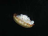 パシフィックシーネットル