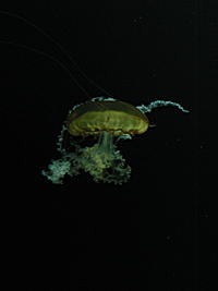 パシフィックシーネットル