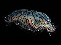 ハナガサクラゲ