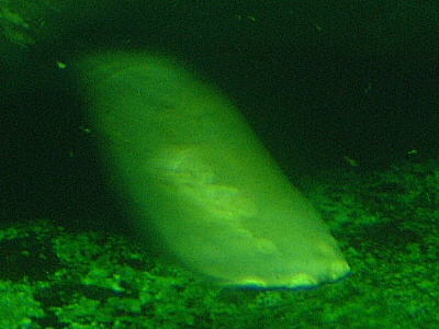 アメリカマナティーの爪