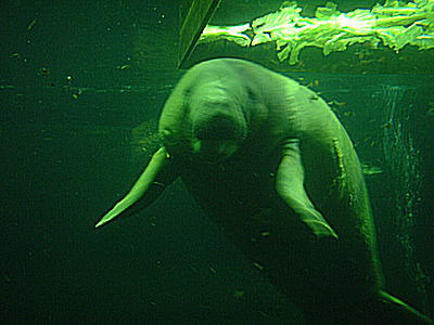 アメリカマナティー