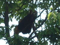 木に登るレッサーパンダの写真