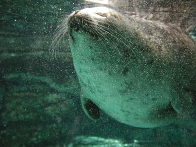 ワモンアザラシ