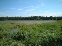 北海道の湖と草原の写真