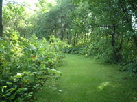 北海道の森の道の写真