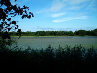 北海道の湖と水辺の植物の写真