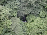 沢を覆う木々の写真