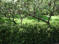 樹木と草の写真