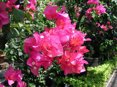 ブーゲンビレア