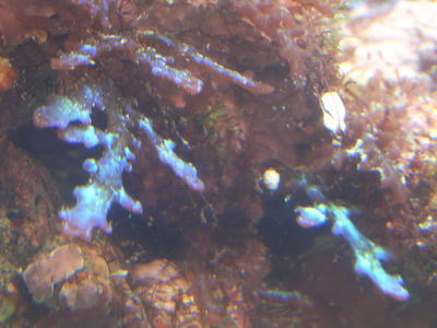 蛍光海藻