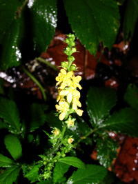 黄色の小さな花々の写真