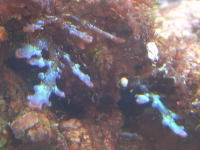 蛍光海藻の写真