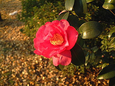 夕日に映える椿