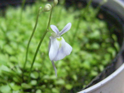 ウサギゴケの写真