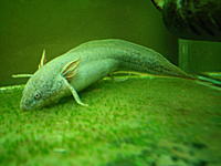 生きた化石「プロトプテルス」の写真