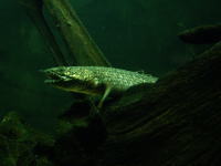 生きた化石「ポリプテルス」の写真