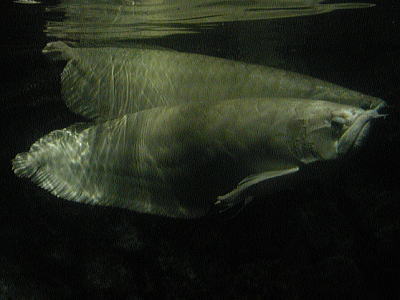 アロワナの写真