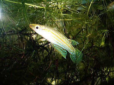 アプロキラス・ブロッキーの写真