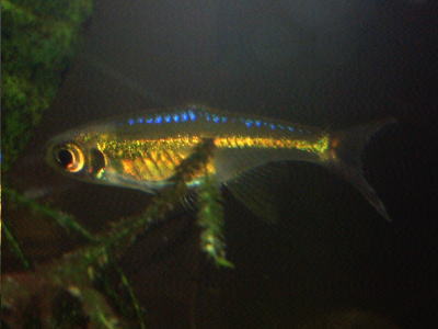 ブルーネオンミクロラスボラの写真