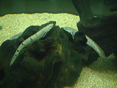 ポリプテルスの写真